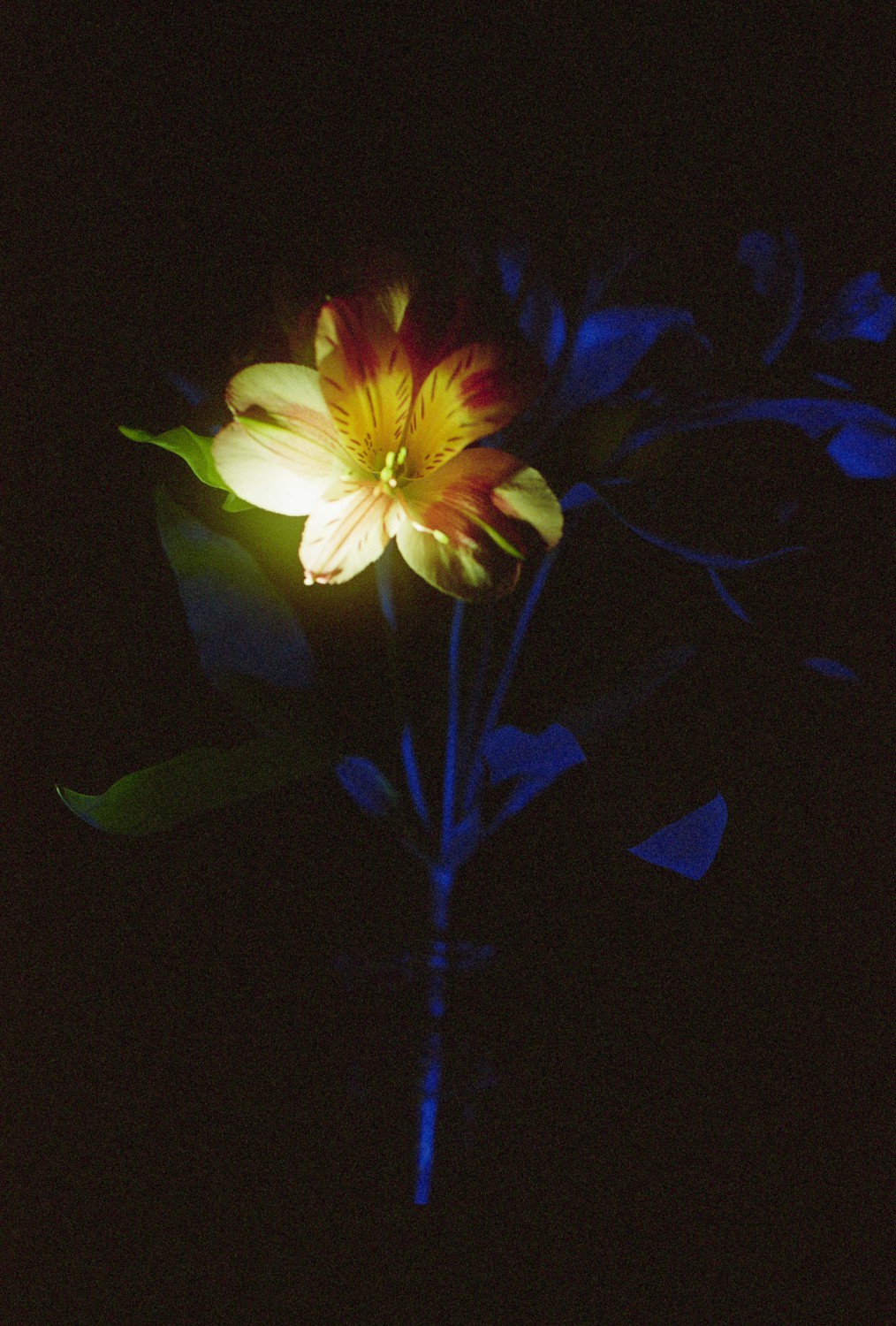 Jihun Ju, Flower poem: painting by night Jihun Ju, Flower poem: painting by night