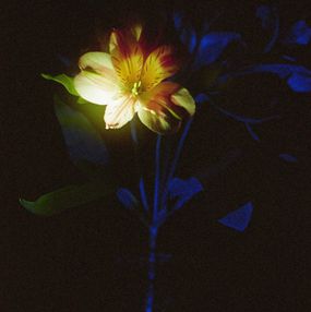 Jihun Ju, Flower poem: painting by night Jihun Ju, Flower poem: painting by night