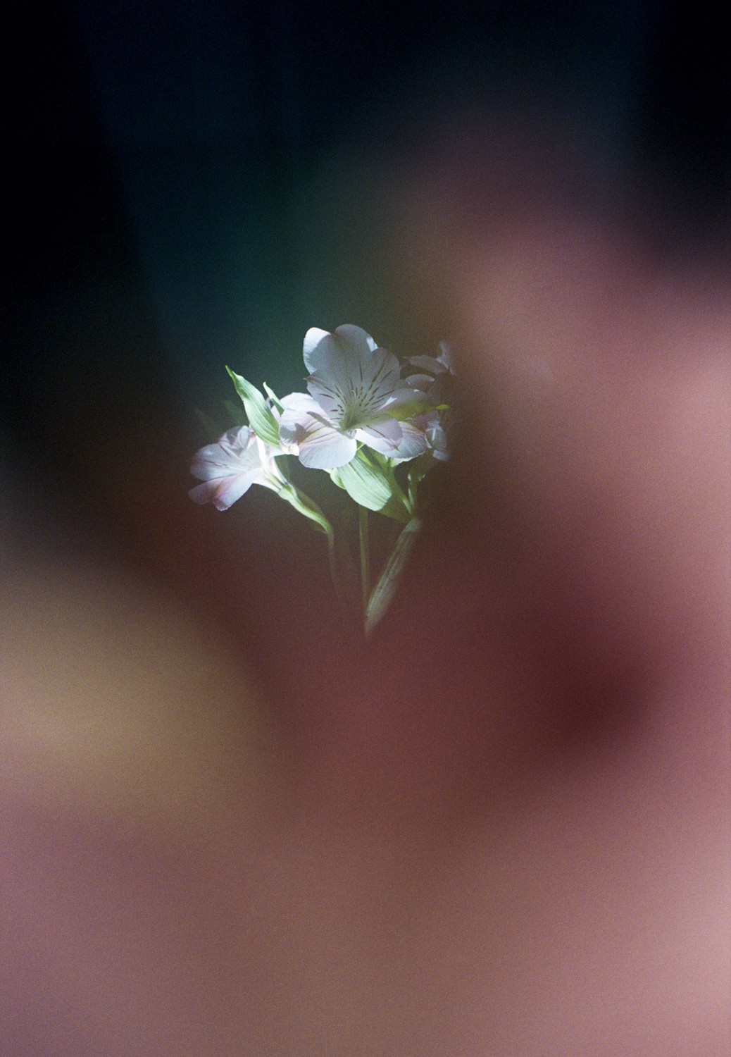 Jihun Ju, Flower poem: shyness Jihun Ju, Flower poem: shyness