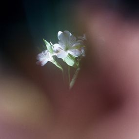 Jihun Ju, Flower poem: shyness Jihun Ju, Flower poem: shyness