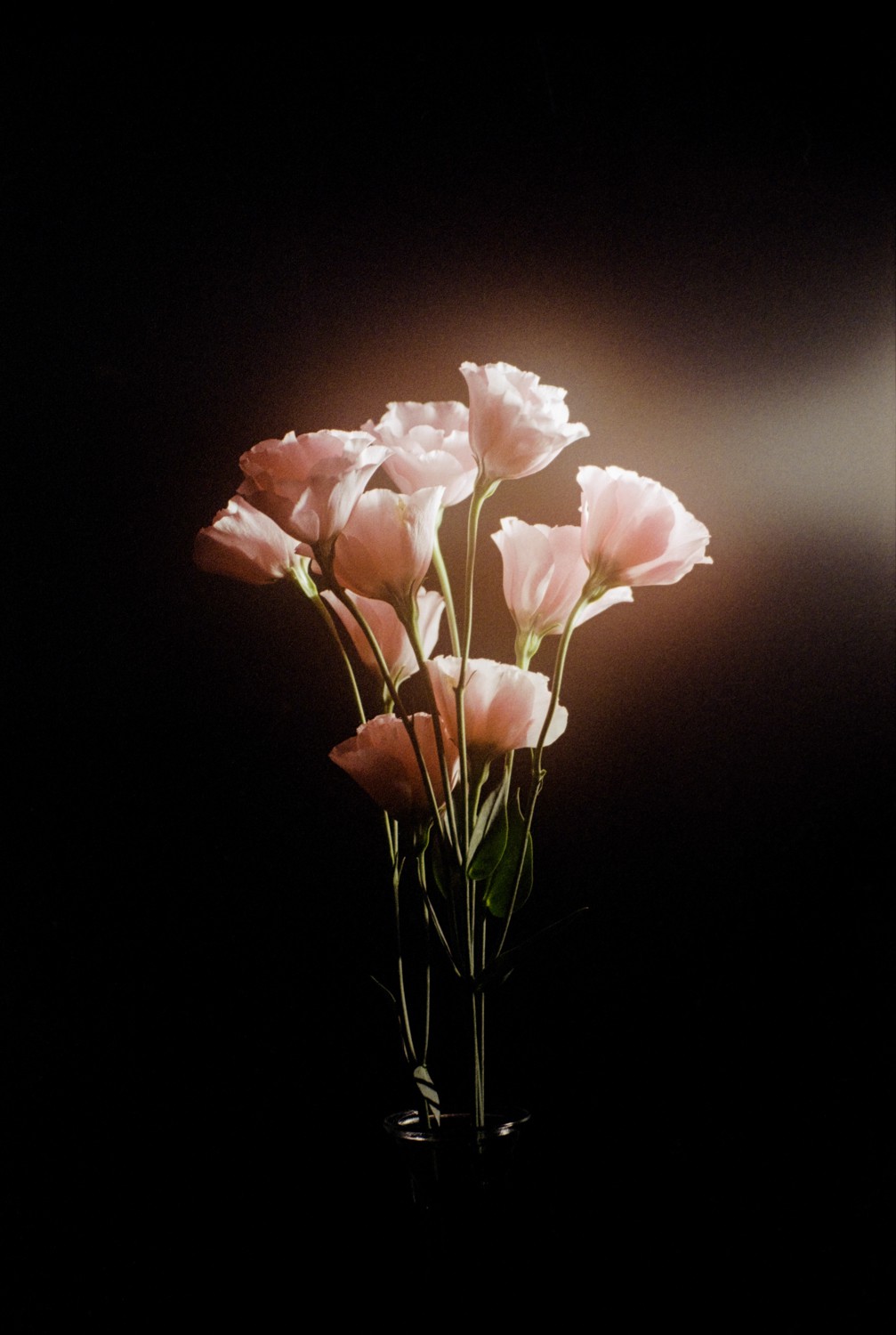 Jihun Ju, Flower poem: drink the light Jihun Ju, Flower poem: drink the light