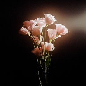Jihun Ju, Flower poem: drink the light Jihun Ju, Flower poem: drink the light