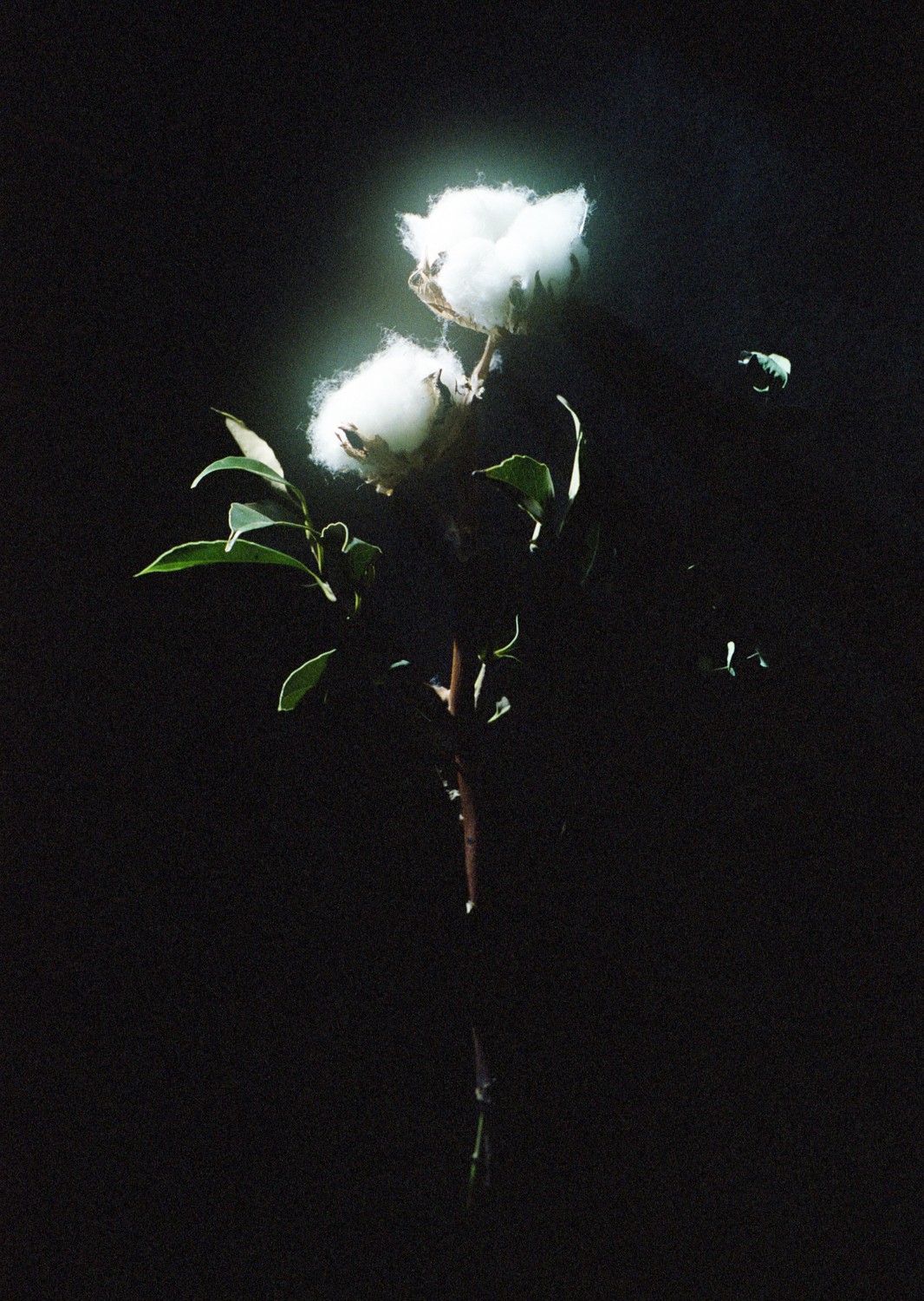 Jihun Ju, Flower poem: cotton Jihun Ju, Flower poem: cotton