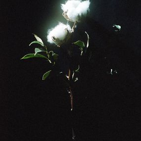 Jihun Ju, Flower poem: cotton Jihun Ju, Flower poem: cotton