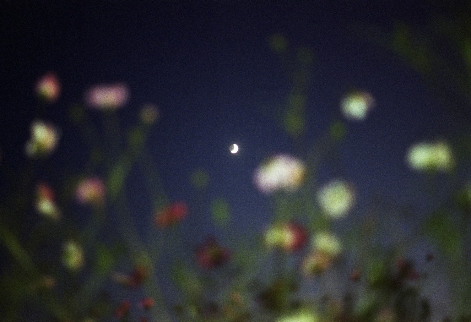 Jihun Ju, Flower poem: cosmos Jihun Ju, Flower poem: cosmos