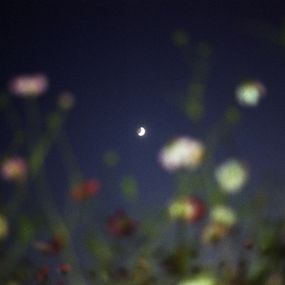 Jihun Ju, Flower poem: cosmos Jihun Ju, Flower poem: cosmos