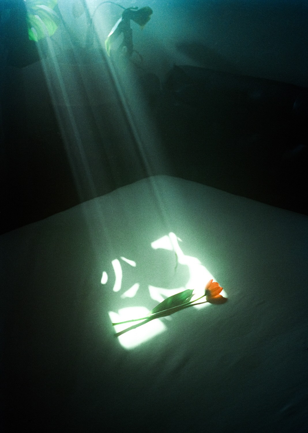 Jihun Ju, Flower Poem: Querencia Jihun Ju, Flower Poem: Querencia