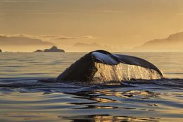 Antarctic Veil, Paul Nicklen