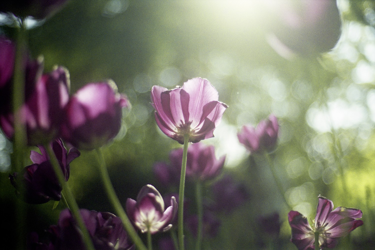 Jihun Ju, Flower poem: Behind the scenes of spring Jihun Ju, Flower poem: Behind the scenes of spring