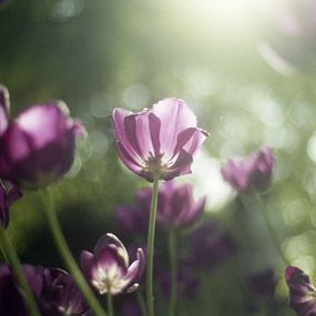 Jihun Ju, Flower poem: Behind the scenes of spring Jihun Ju, Flower poem: Behind the scenes of spring