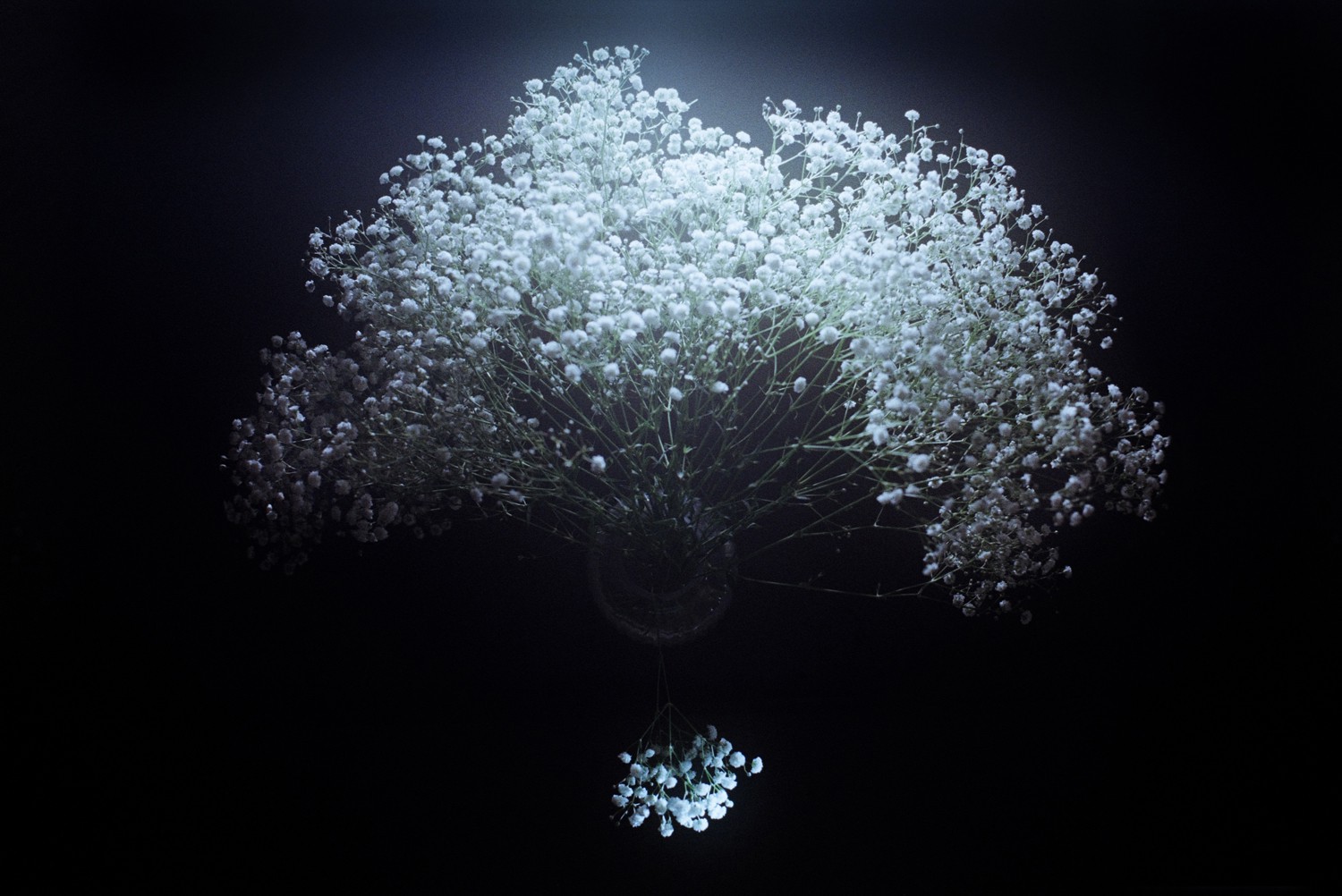 Jihun Ju, Flower Poem: Peacock Jihun Ju, Flower Poem: Peacock