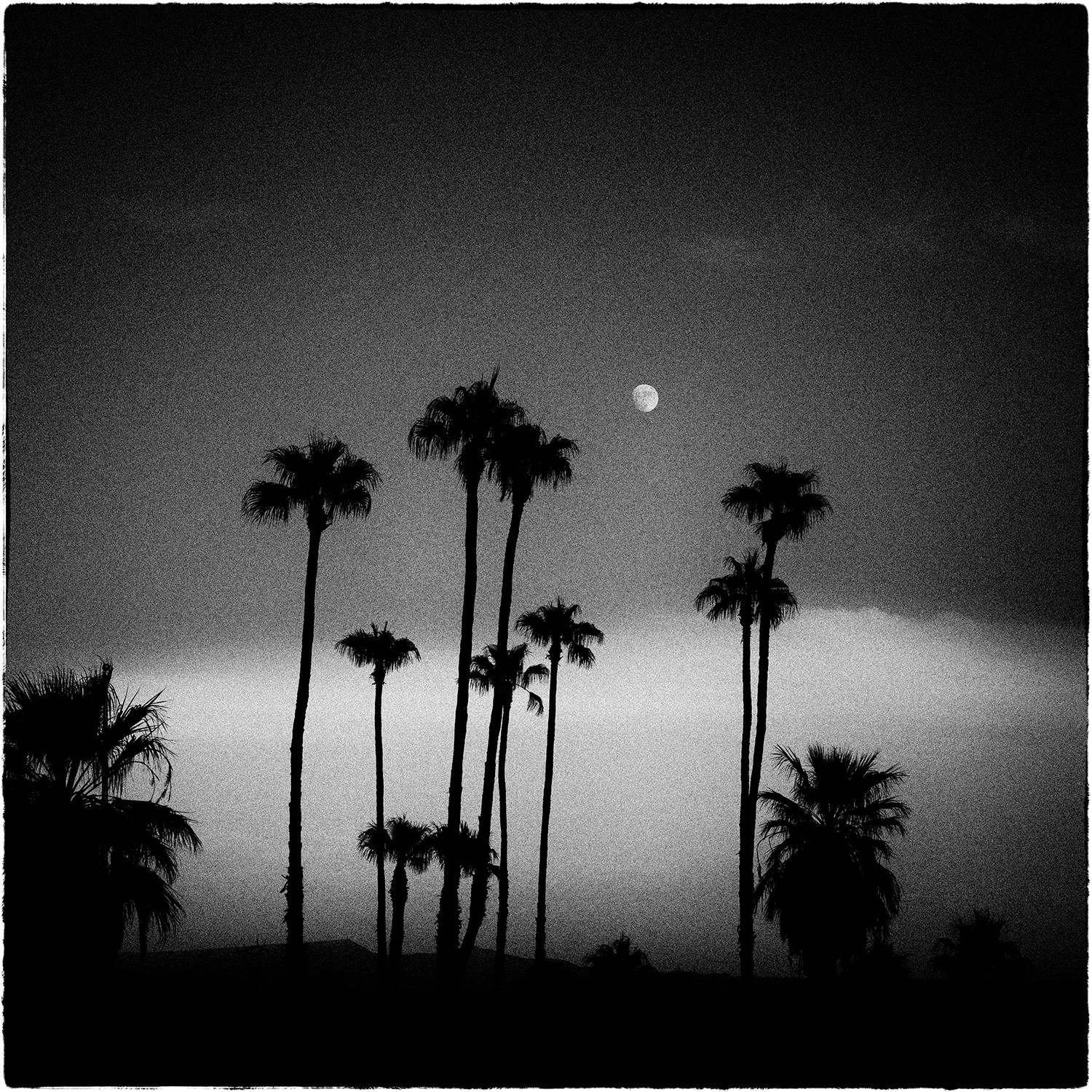 Heike Bohnstengel, Palm Tree Moon, Anza Borrego Heike Bohnstengel, Palm Tree Moon, Anza Borrego