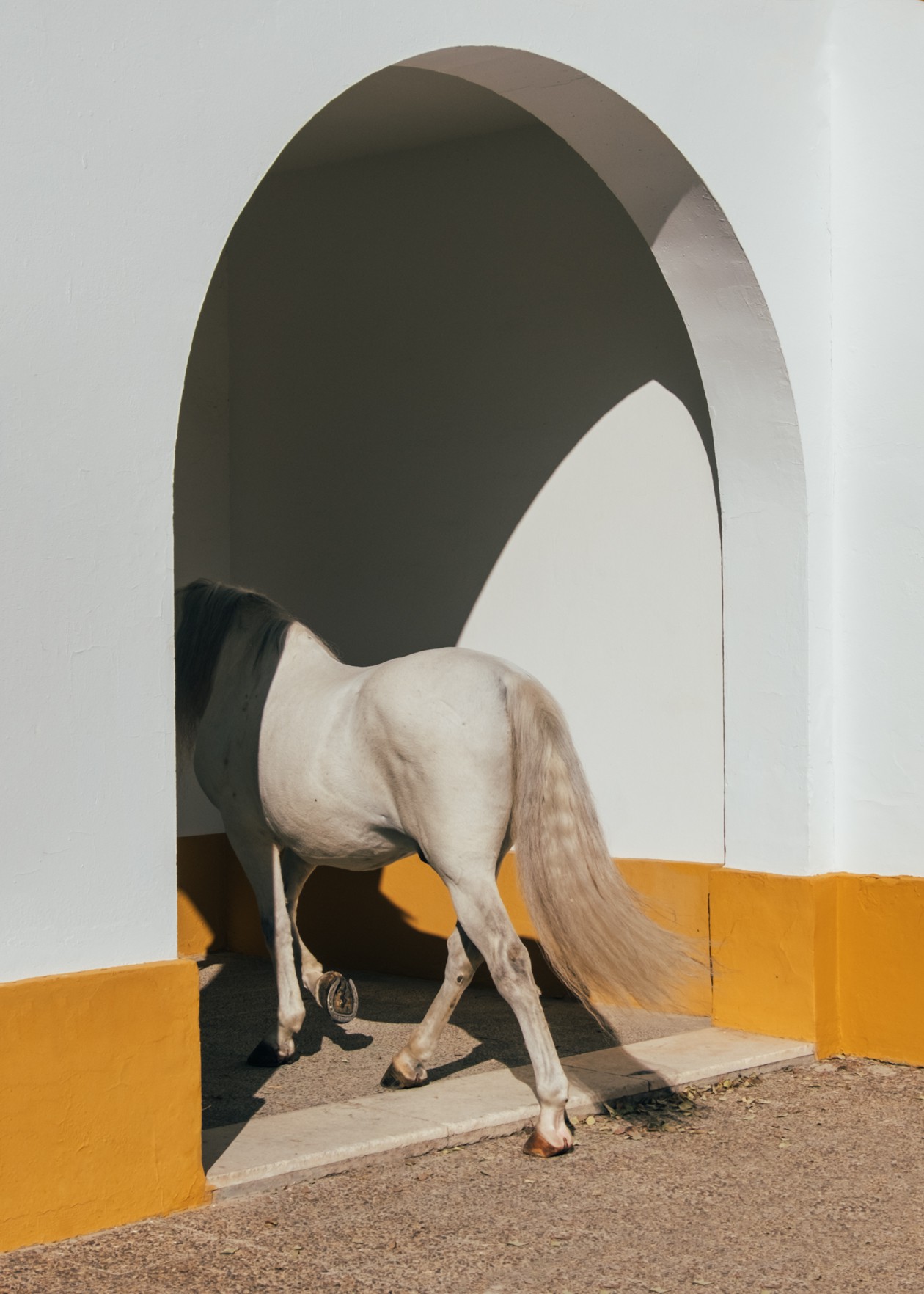 Clemente Vergara, Jerez Horse Clemente Vergara, Jerez Horse