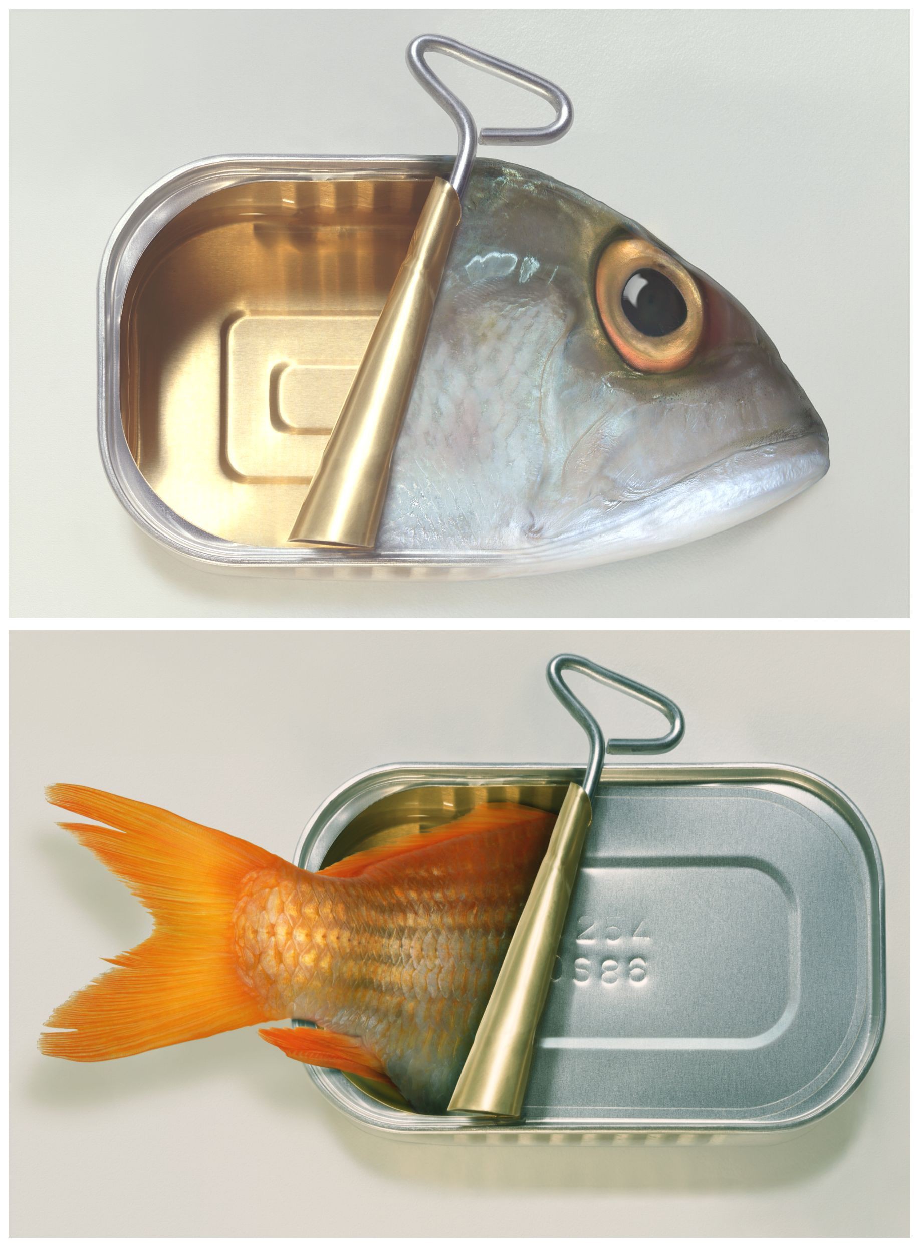 Art Grafts, Some 'Fish Can' & some 'Fish Can't' Art Grafts, Some 'Fish Can' & some 'Fish Can't'