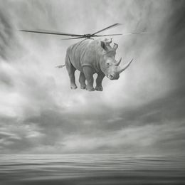 Photography, Rhinocopter, Beata Bieniak