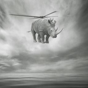 Photography, Rhinocopter, Beata Bieniak