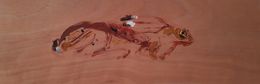 Like hare, Nicolas Kennett