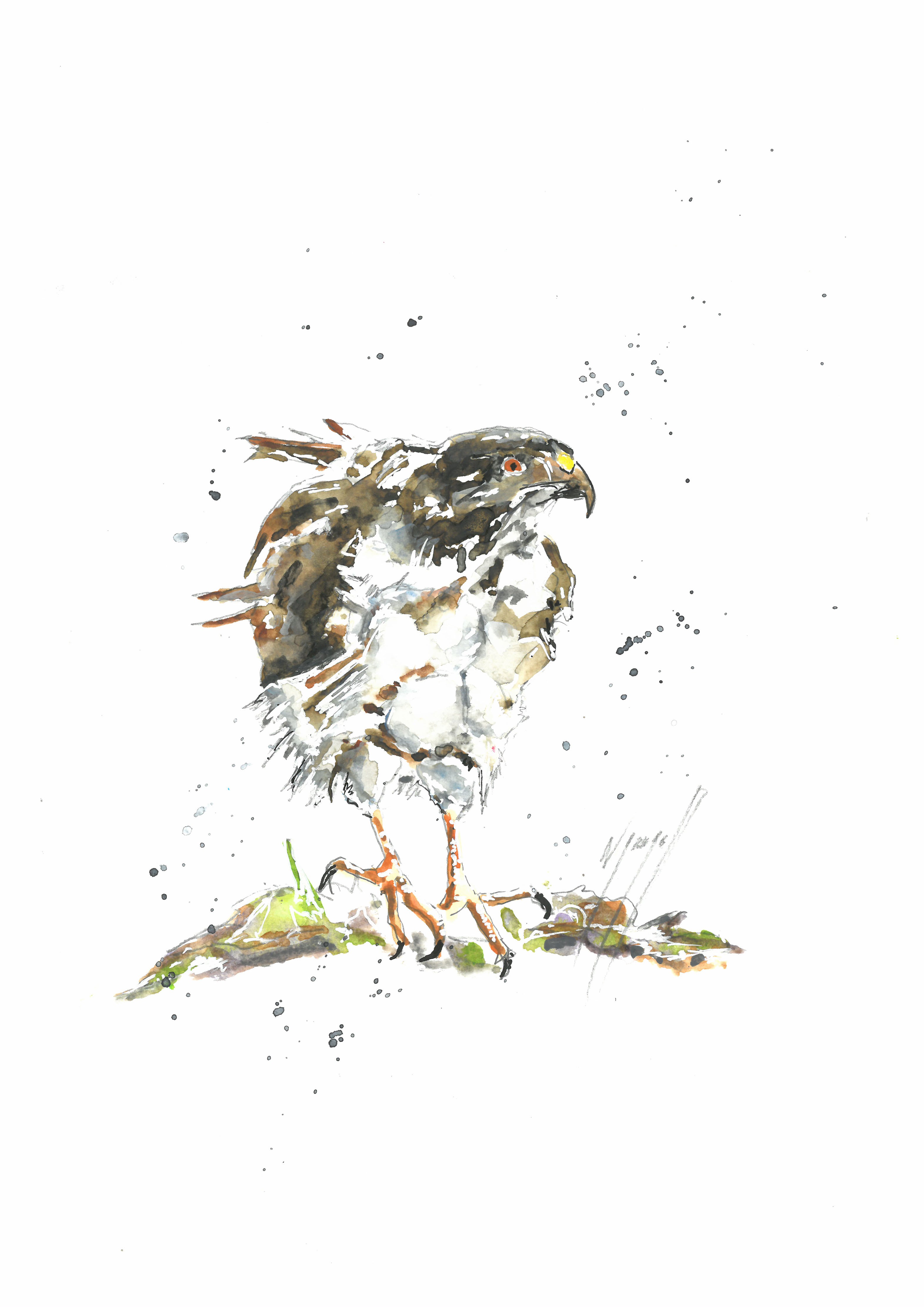 Noël Granger, Aigle Noël Granger, Aigle