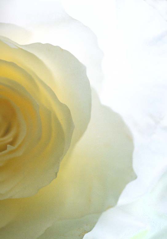 Richard Dunkley, White Rose Richard Dunkley, White Rose