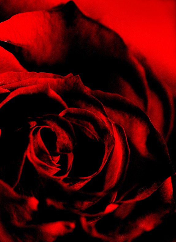 Richard Dunkley, Red Rose Richard Dunkley, Red Rose
