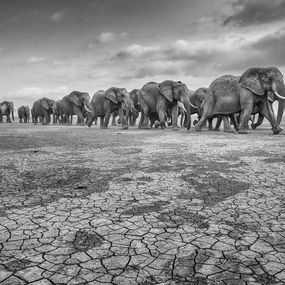 Elephants on Cracked Soil, Federico Veronesi