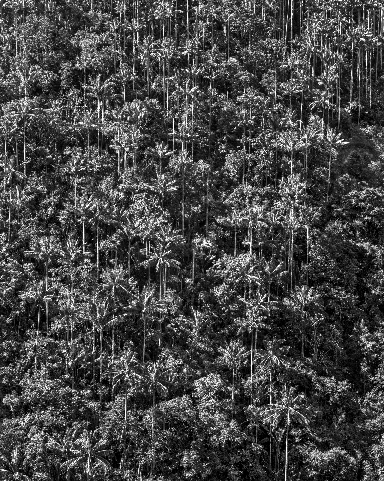 Miguel Winograd, Bosque de Palmas, Toche. Pigment Print Miguel Winograd, Bosque de Palmas, Toche. Pigment Print