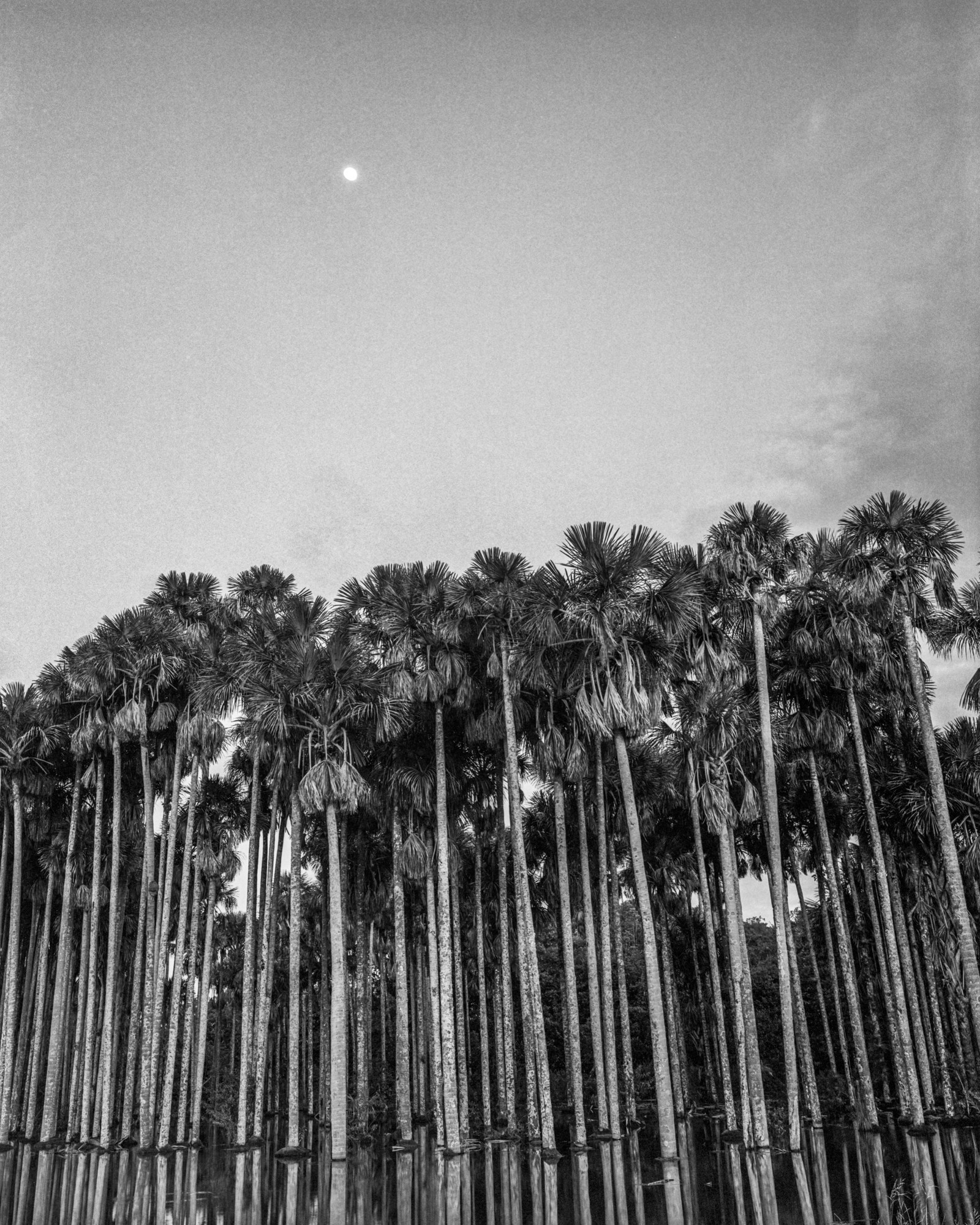 Miguel Winograd, Morichal, Cumaral. Pigment Print Miguel Winograd, Morichal, Cumaral. Pigment Print