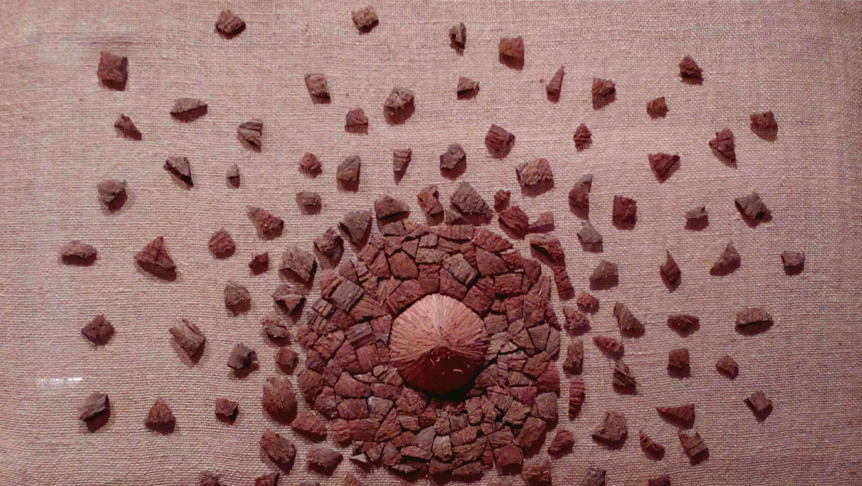 Agusti Jane, Opus cocolatum Agusti Jane, Opus cocolatum