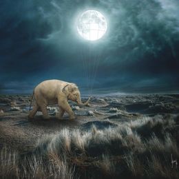 Photographie, Elephant Moon, Beata Bieniak
