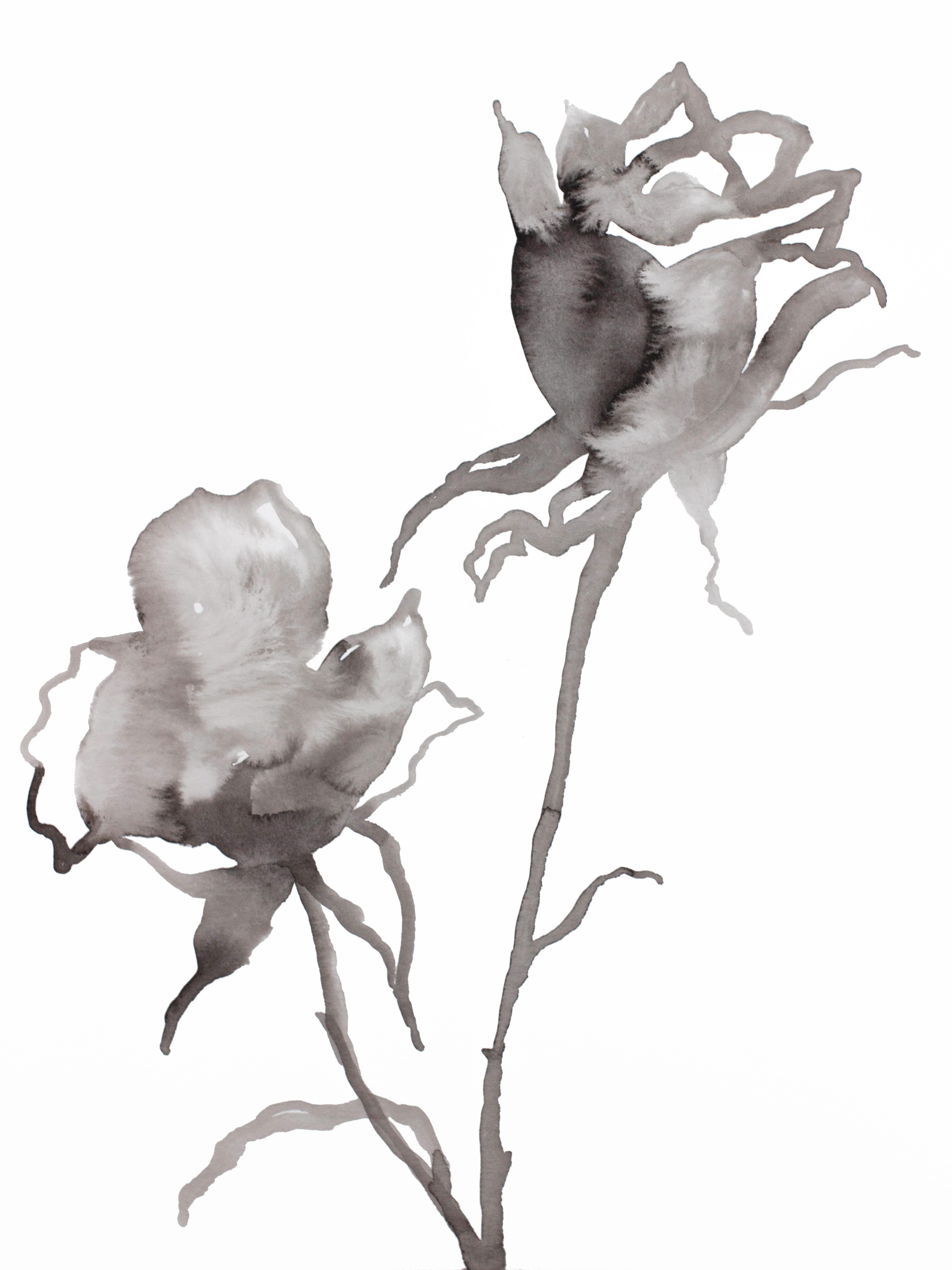 Elizabeth Becker, Rose Study No. 66 Elizabeth Becker, Rose Study No. 66