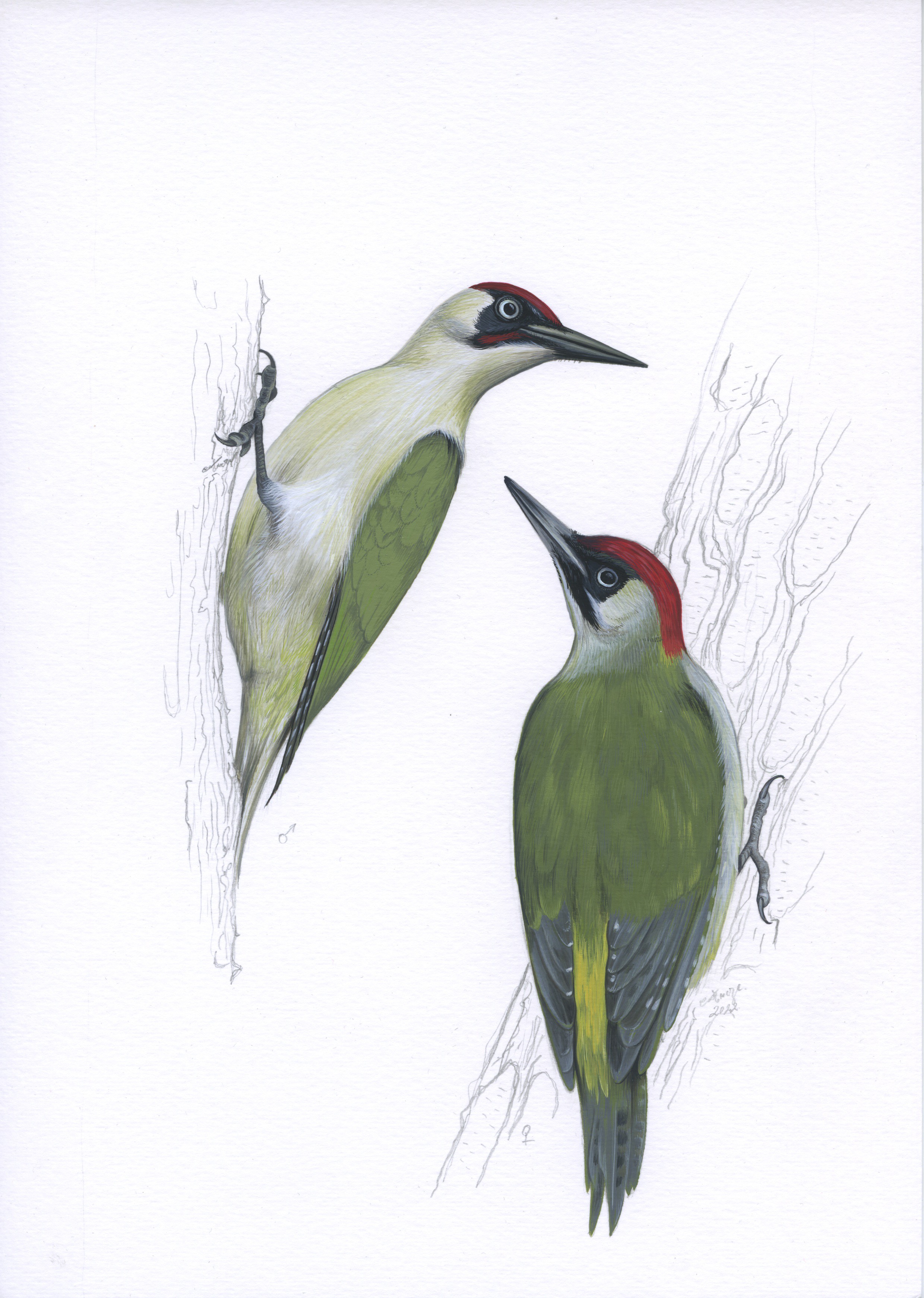 Lyuben Domozetski, European green woodpecker (Picus viridis) Lyuben Domozetski, European green woodpecker (Picus viridis)