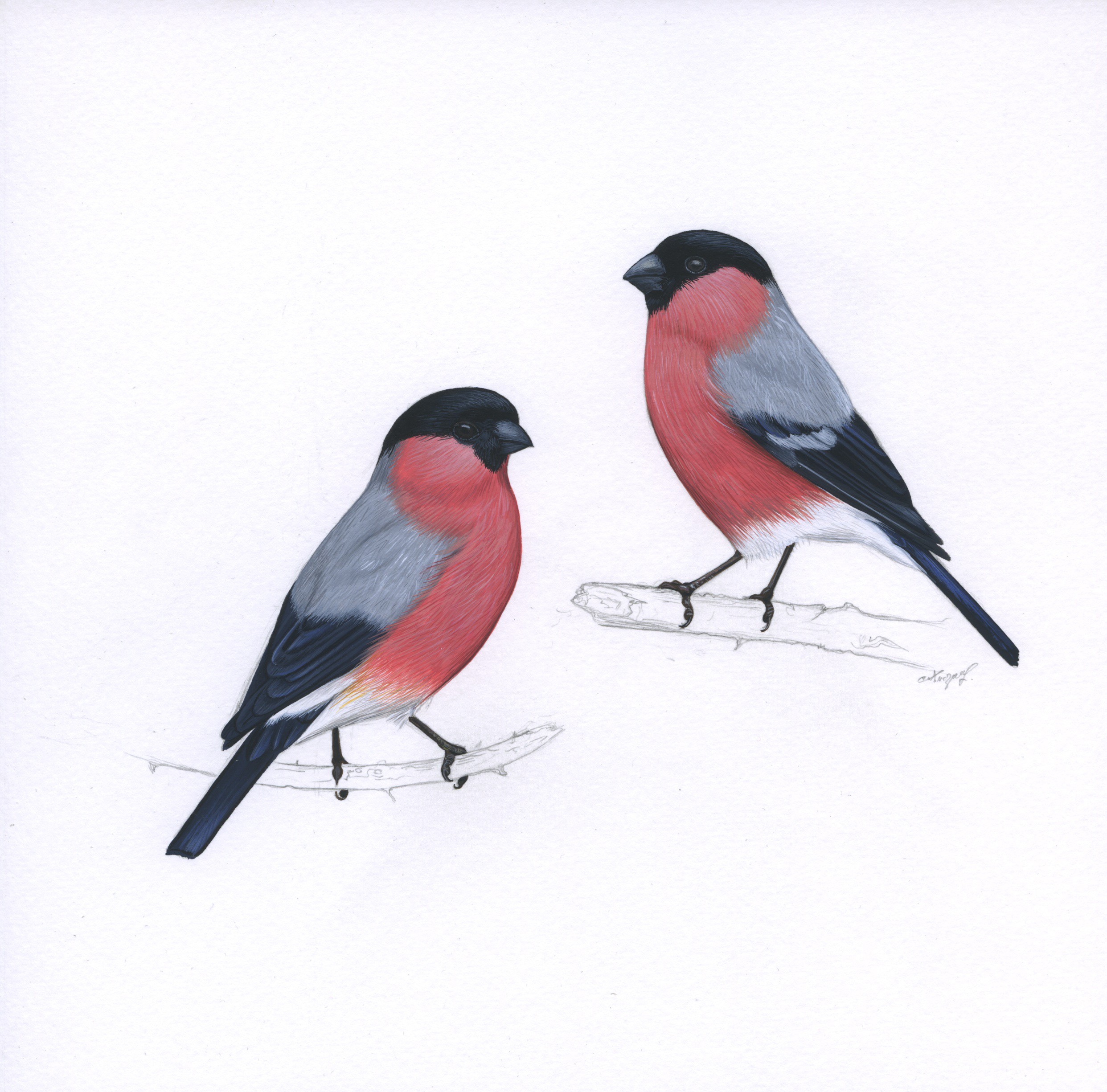 Lyuben Domozetski, Common bullfinch (Pyrrhula pyrrhula) Lyuben Domozetski, Common bullfinch (Pyrrhula pyrrhula)