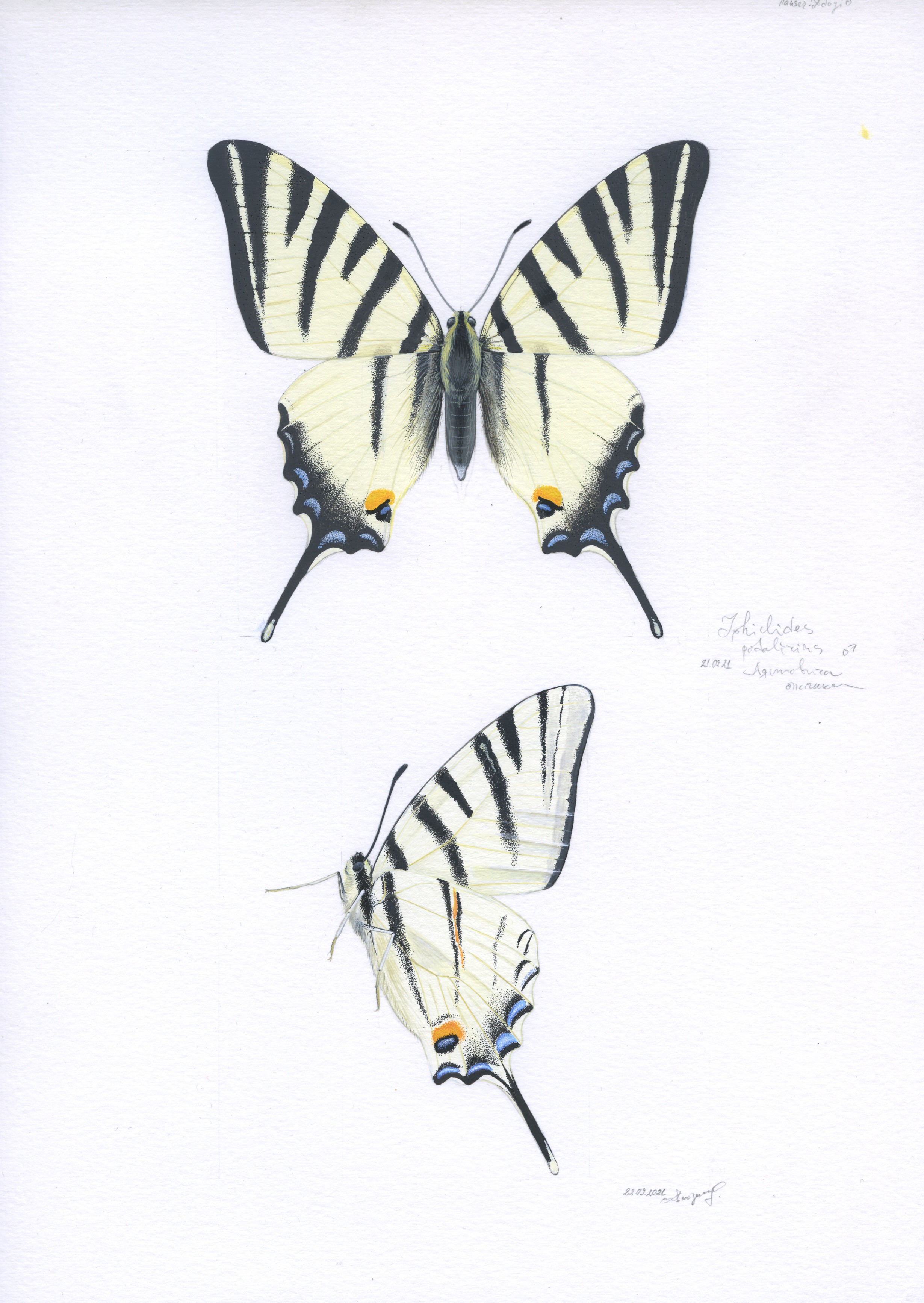 Lyuben Domozetski, Scarce Swallowtail (Iphiclides podaliricus) Lyuben Domozetski, Scarce Swallowtail (Iphiclides podaliricus)