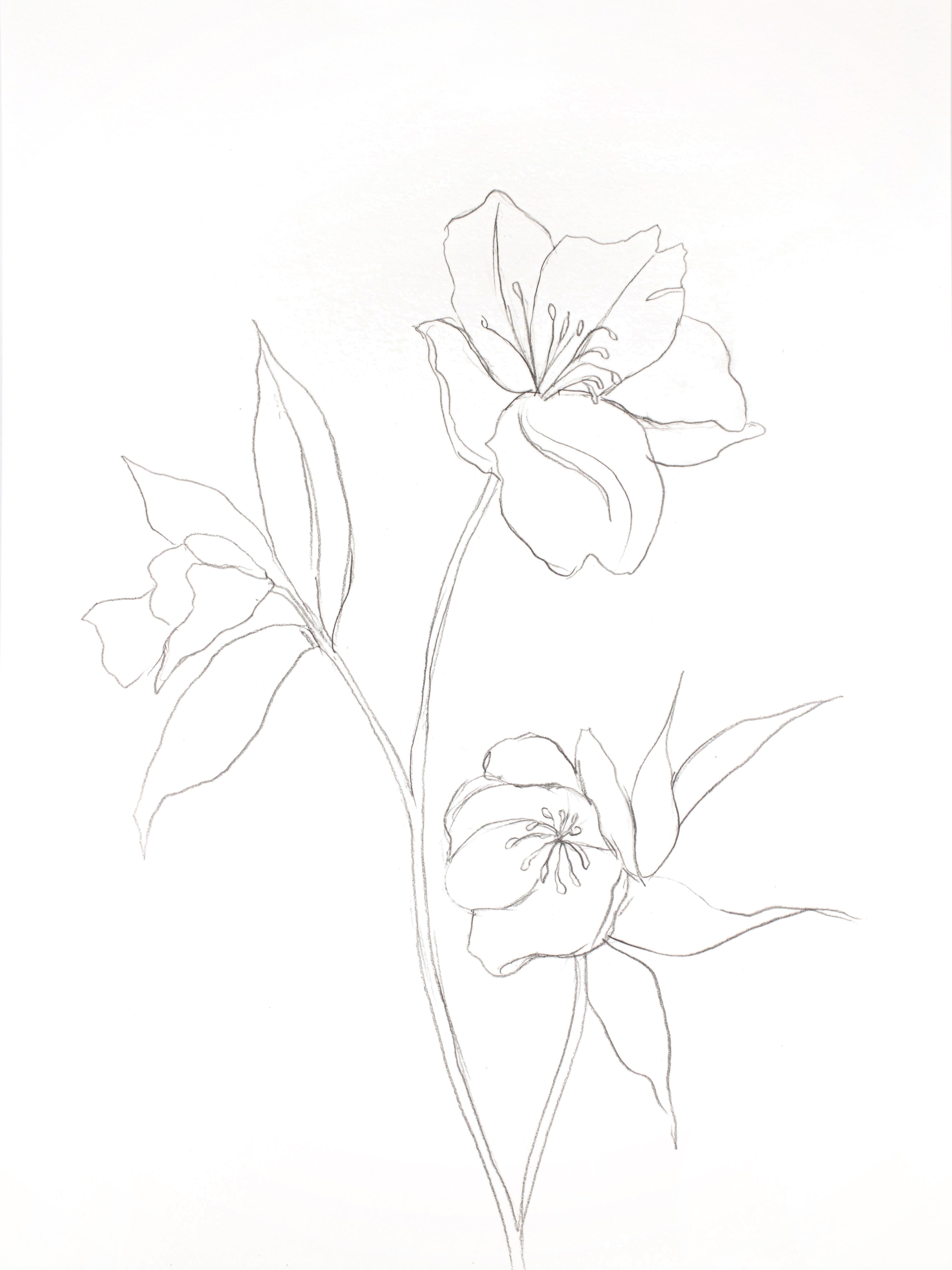 Elizabeth Becker, Hellebore No. 28 Elizabeth Becker, Hellebore No. 28