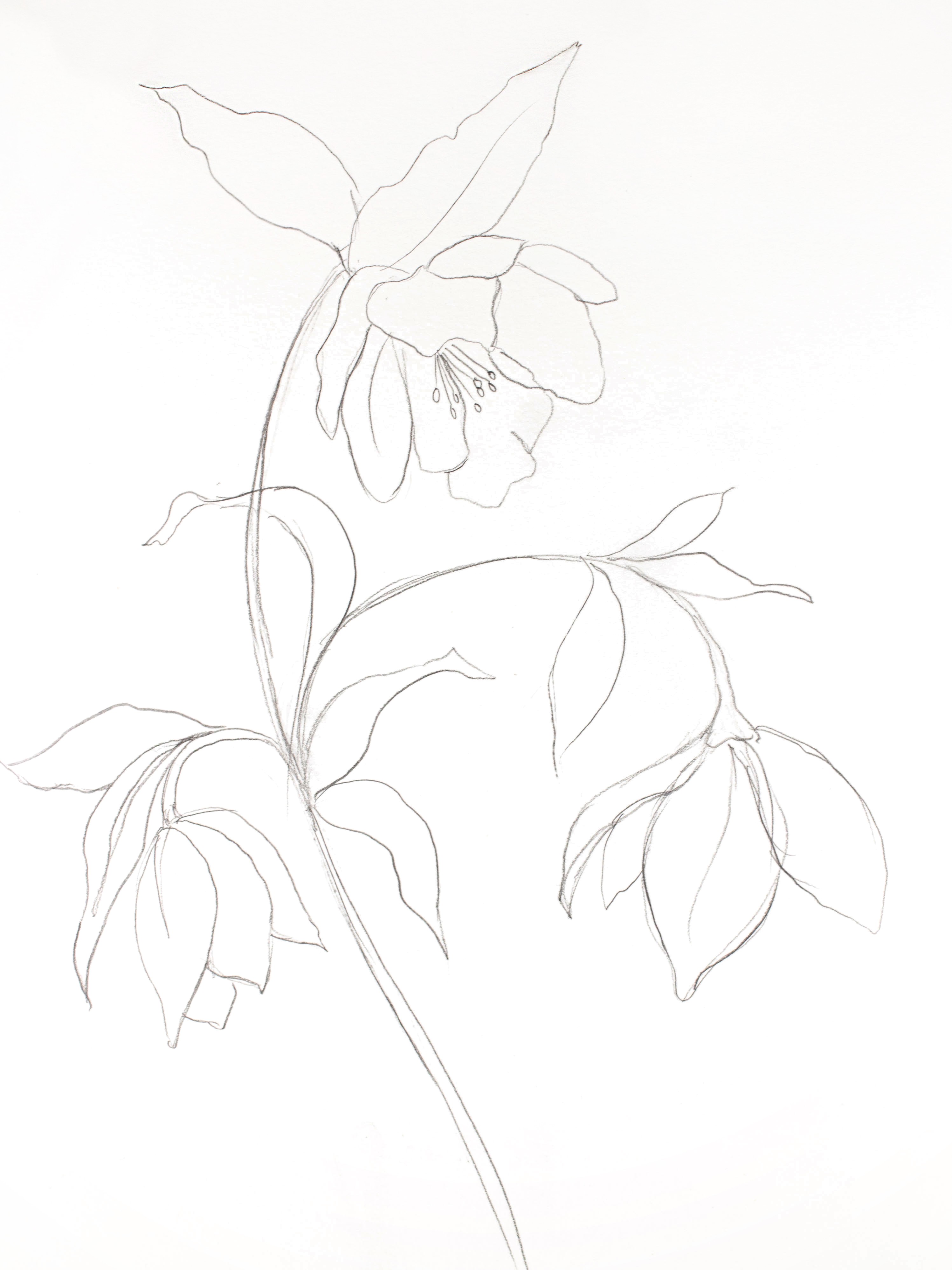 Elizabeth Becker, Hellebore No. 29 Elizabeth Becker, Hellebore No. 29