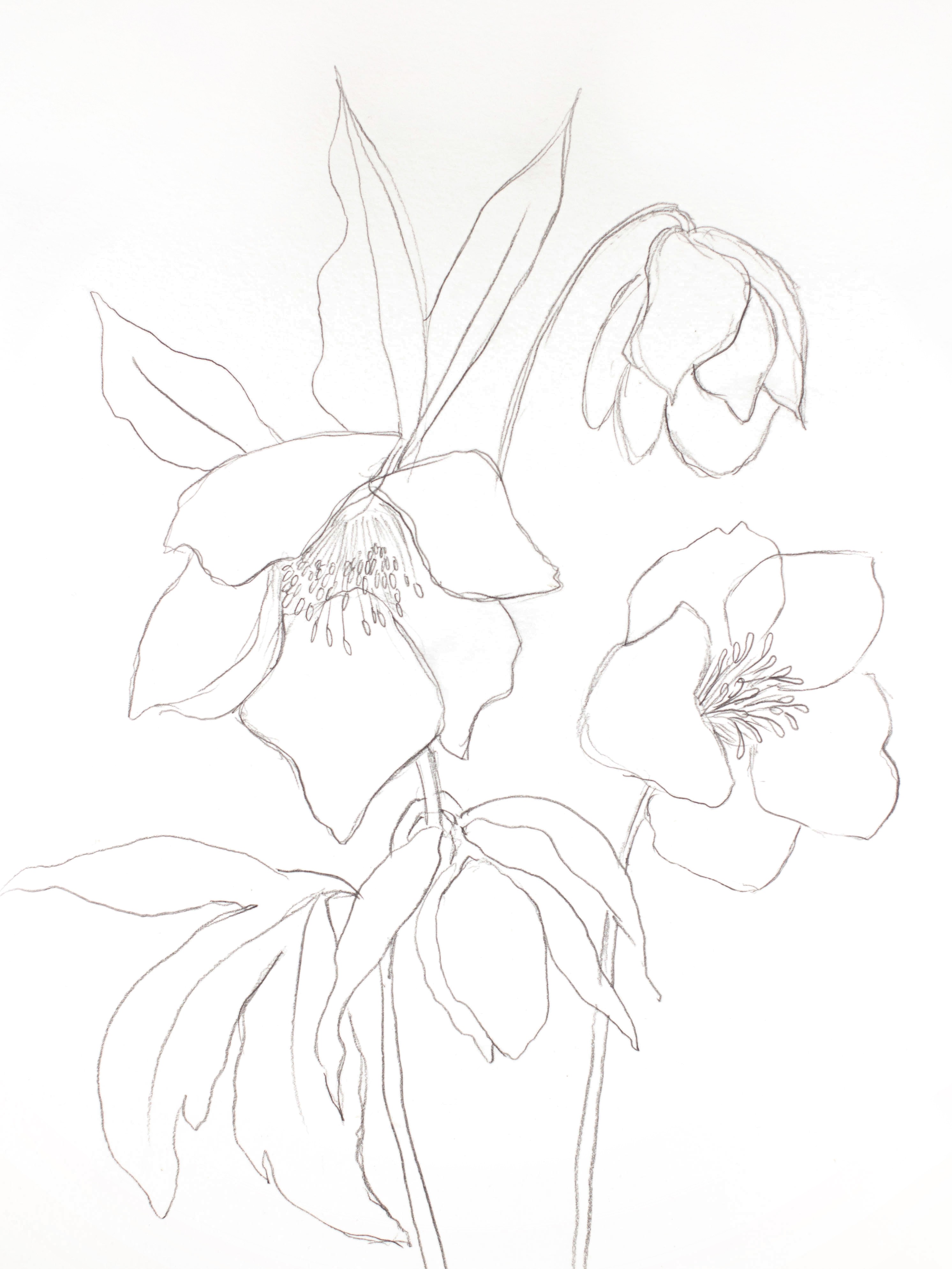 Elizabeth Becker, Hellebore No. 30 Elizabeth Becker, Hellebore No. 30