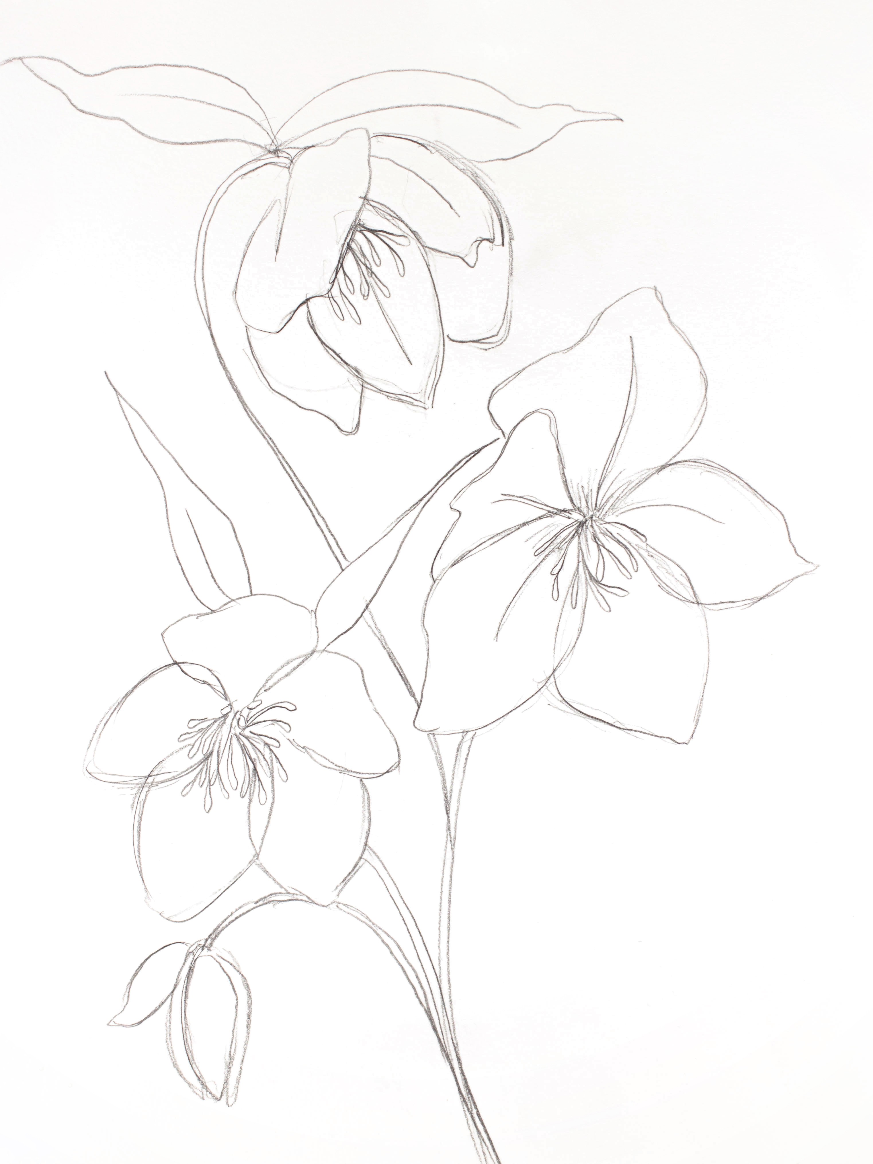 Elizabeth Becker, Hellebore No. 31 Elizabeth Becker, Hellebore No. 31
