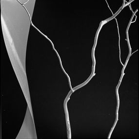Fotografien, Twisted Branch, Jan Gordon