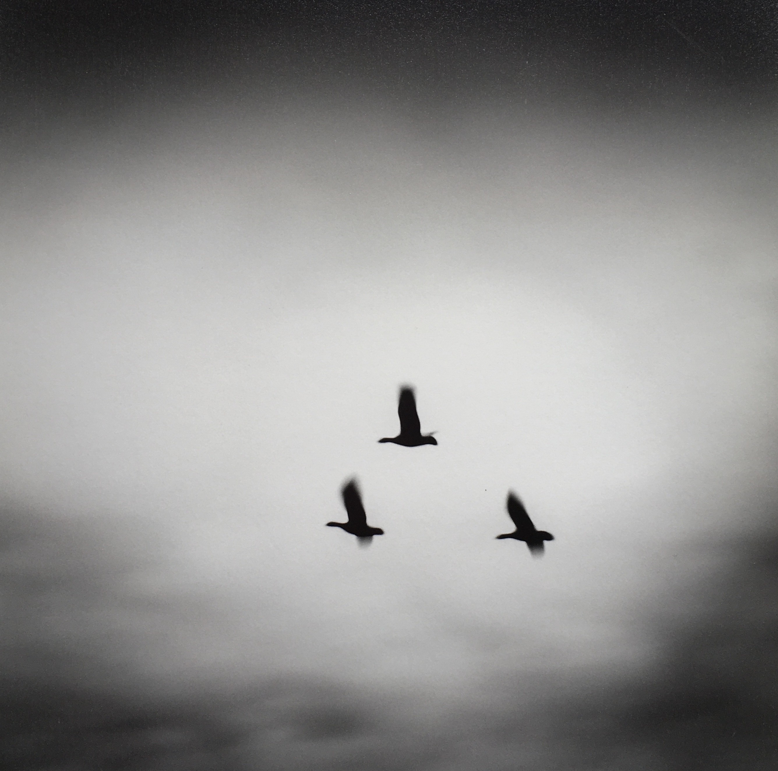 Gonçalo Martins, Birds Gonçalo Martins, Birds