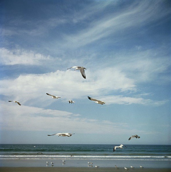 Slim Aarons, San Diego Gulls Slim Aarons, San Diego Gulls