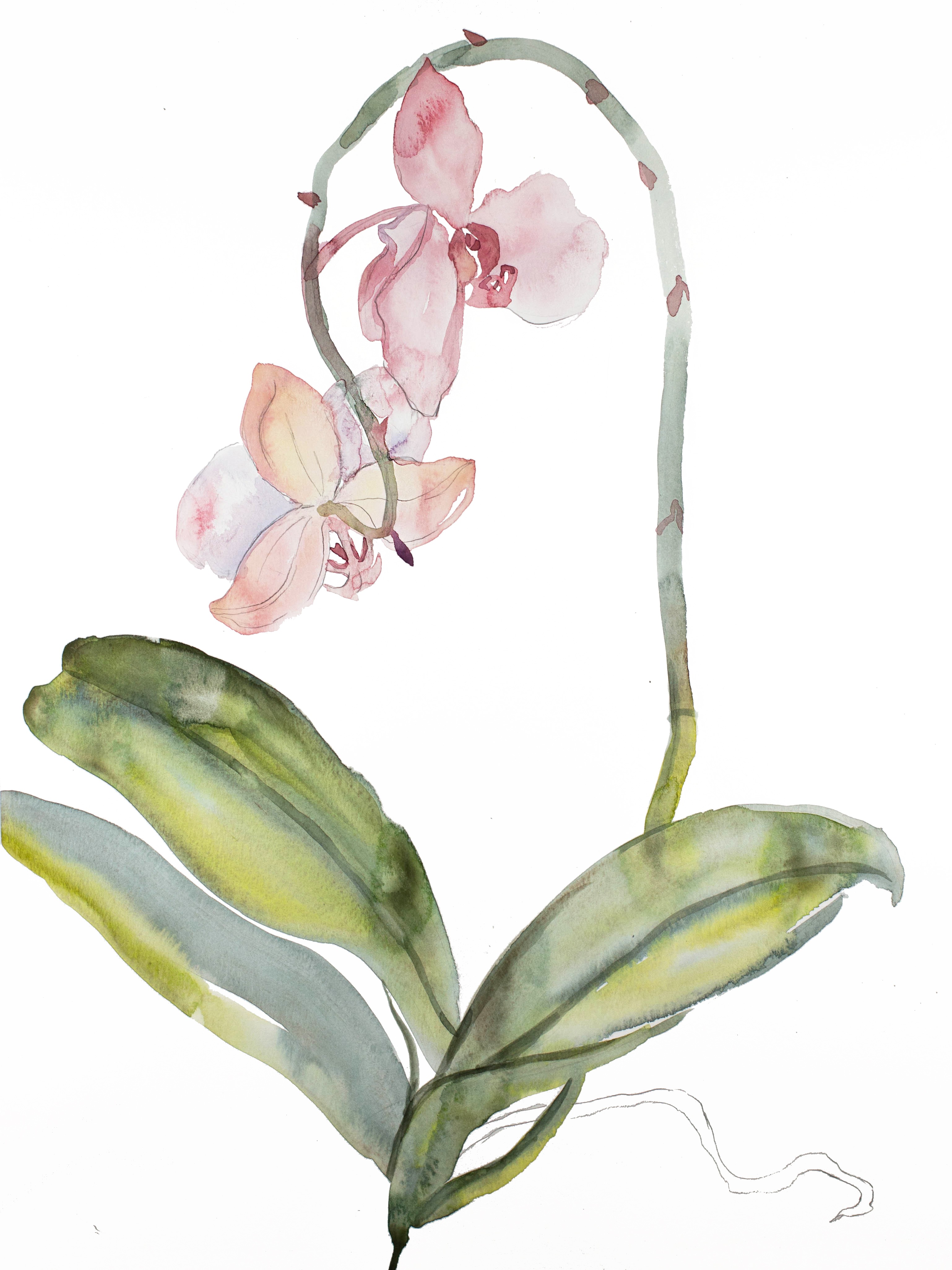 Elizabeth Becker, Orchid No. 8 Elizabeth Becker, Orchid No. 8