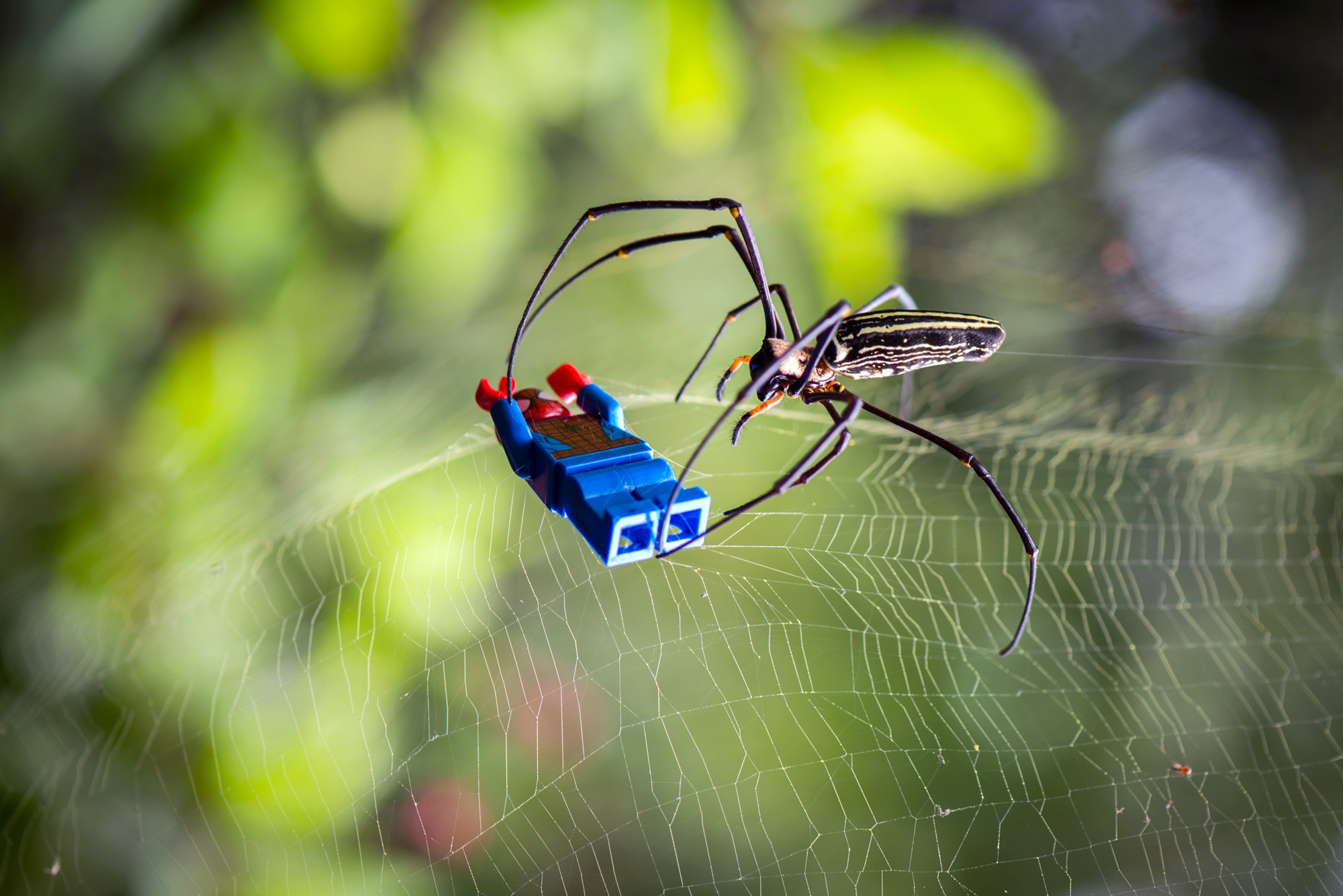 Samsofy, Spider Samsofy, Spider