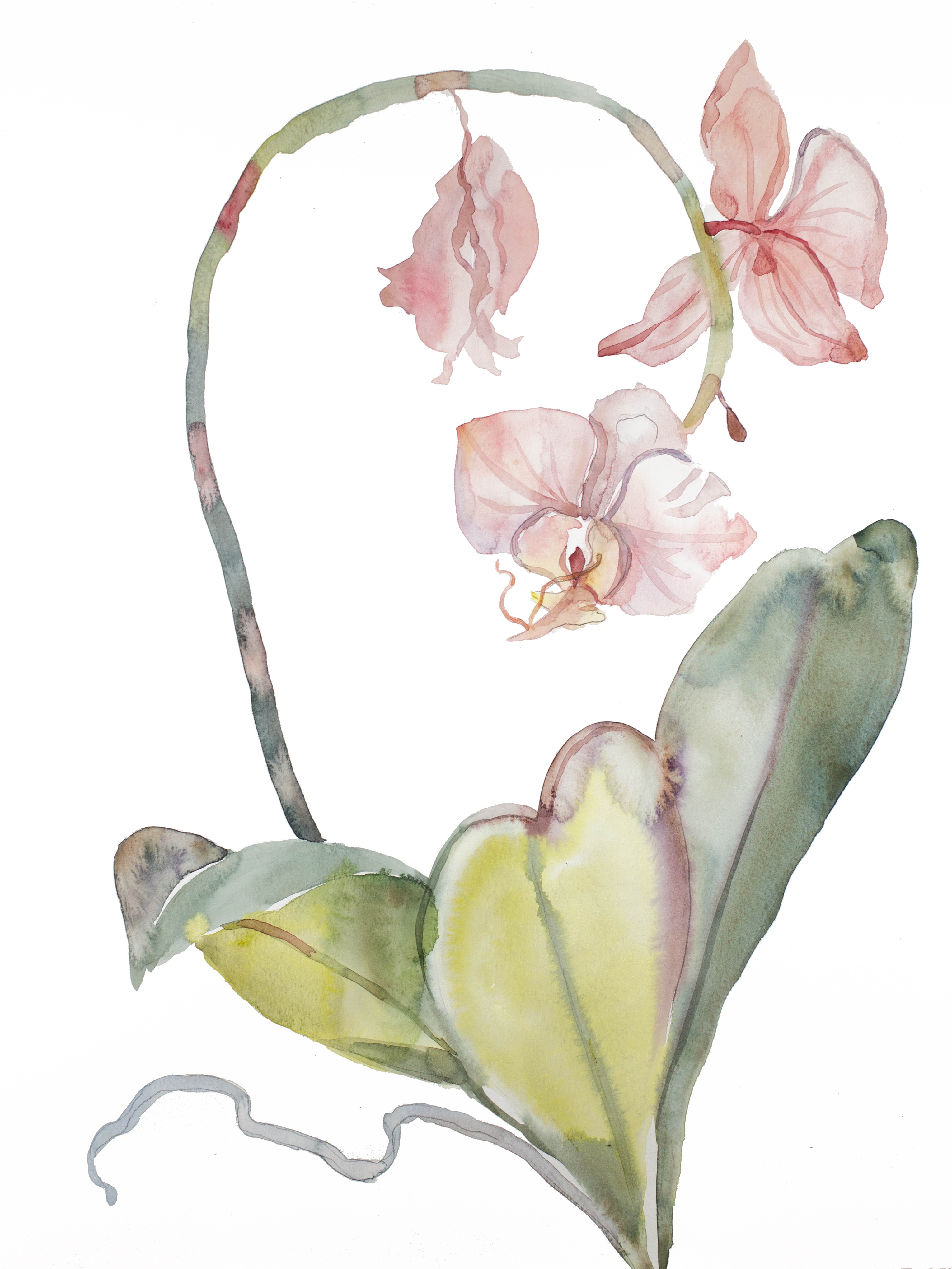Elizabeth Becker, Orchid No. 8 Elizabeth Becker, Orchid No. 8