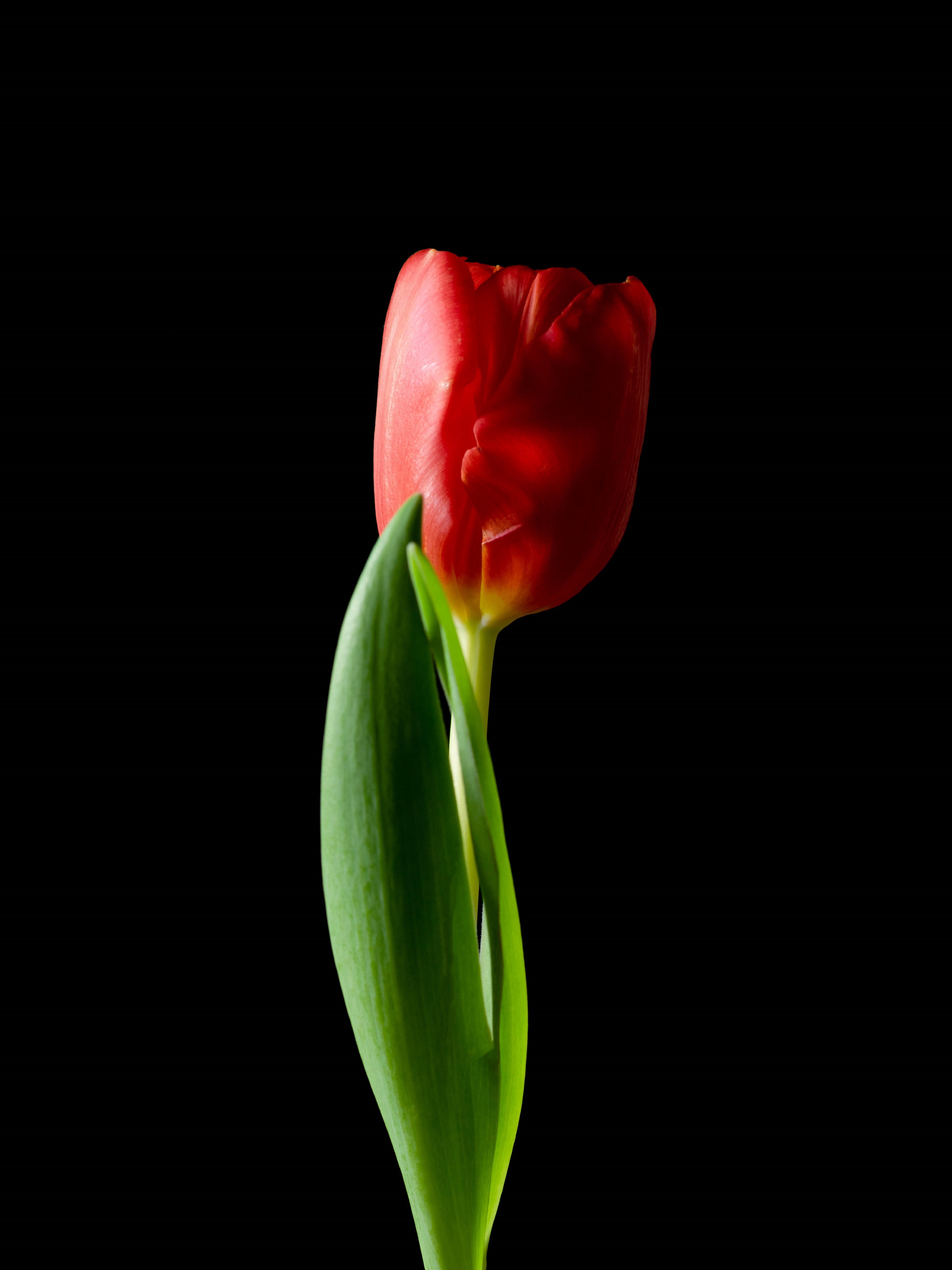 Ivanna Alejandra Sanchez Moretti, Red tulip 002 Ivanna Alejandra Sanchez Moretti, Red tulip 002
