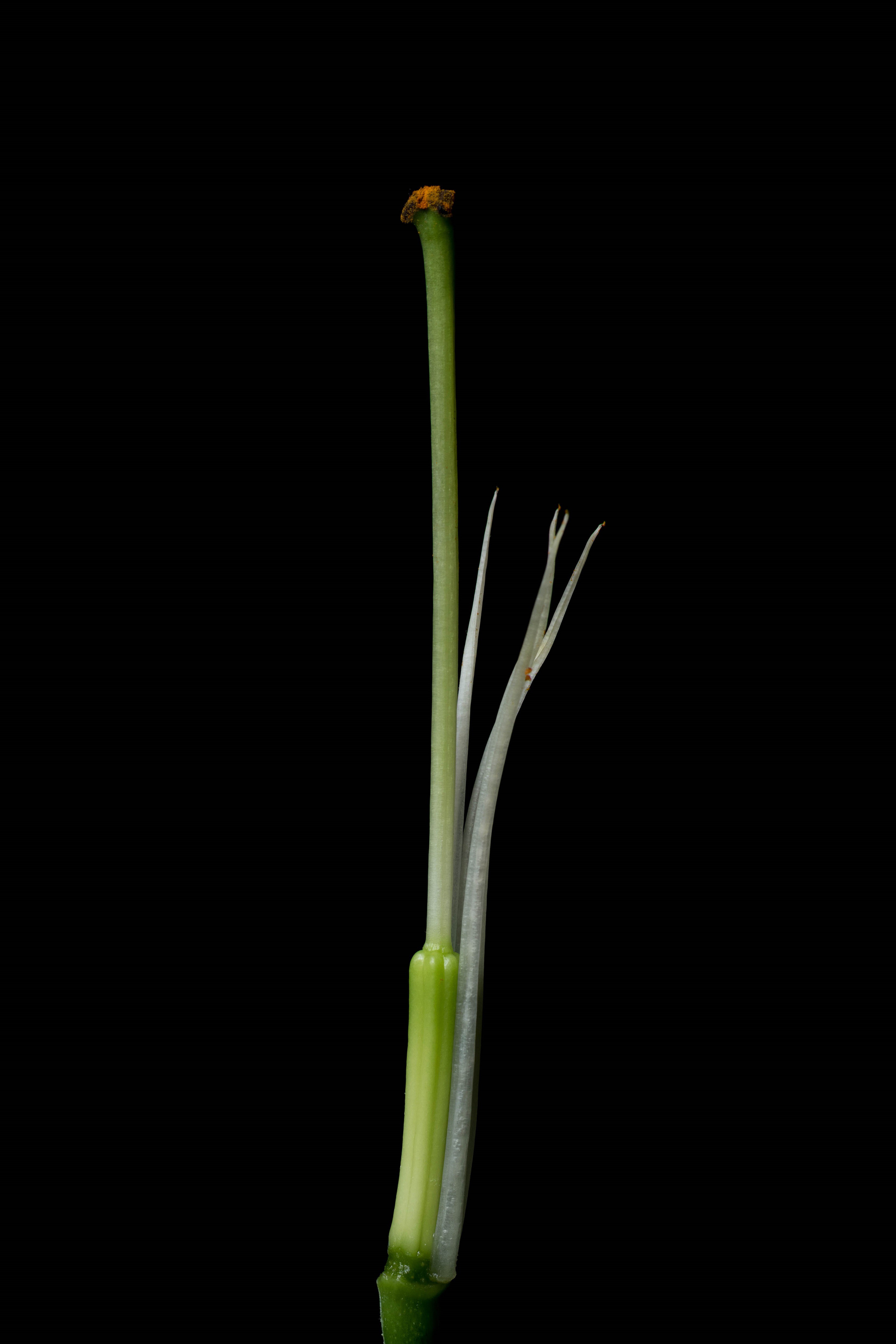 Ivanna Alejandra Sanchez Moretti, The Death of a Flower 008 Ivanna Alejandra Sanchez Moretti, The Death of a Flower 008