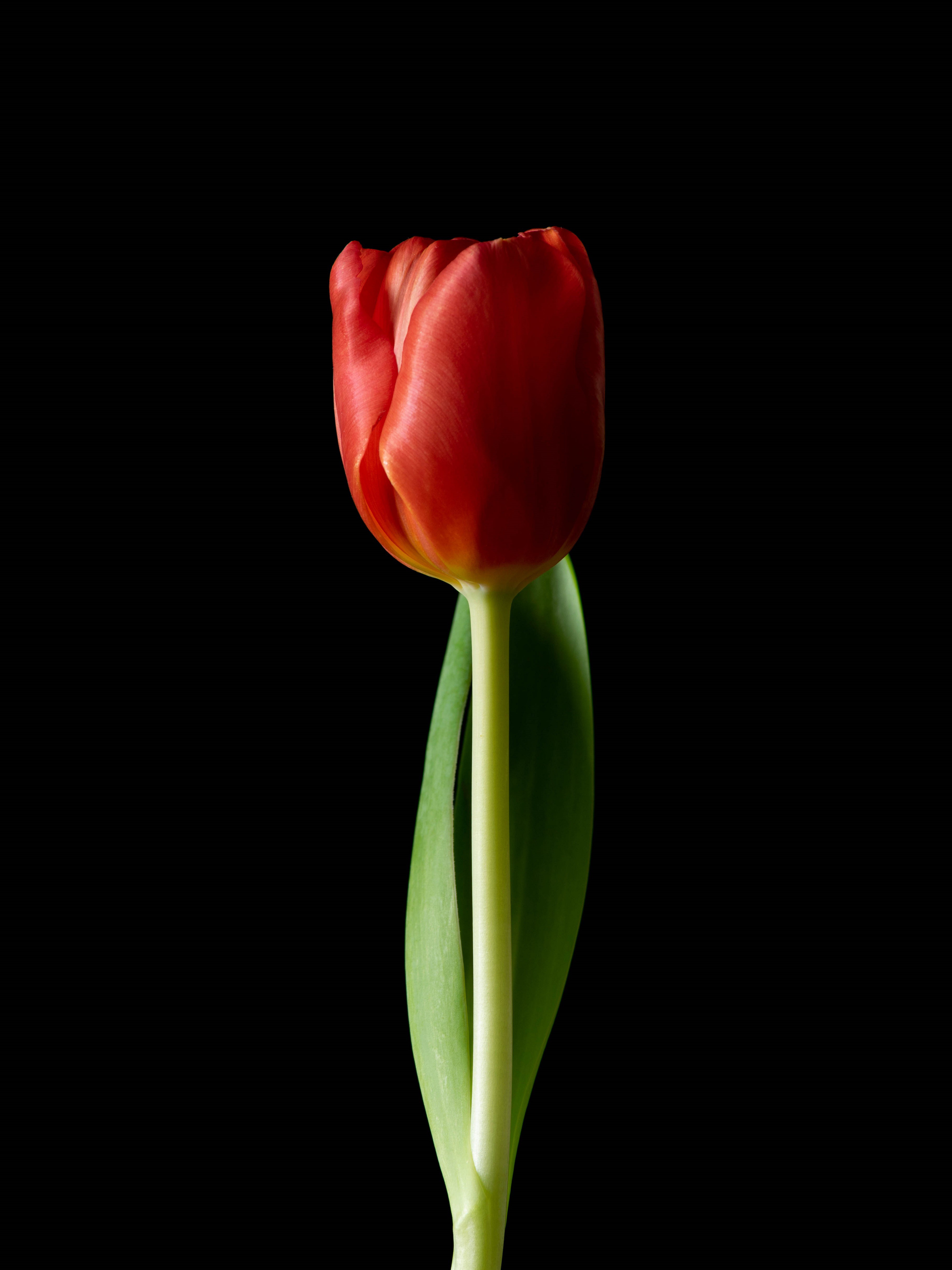 Ivanna Alejandra Sanchez Moretti, Red Tulip 003 Ivanna Alejandra Sanchez Moretti, Red Tulip 003