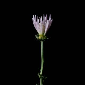 Photographie, The Life Cycle of a Chrysanthemum 004, Ivanna Alejandra Sanchez Moretti