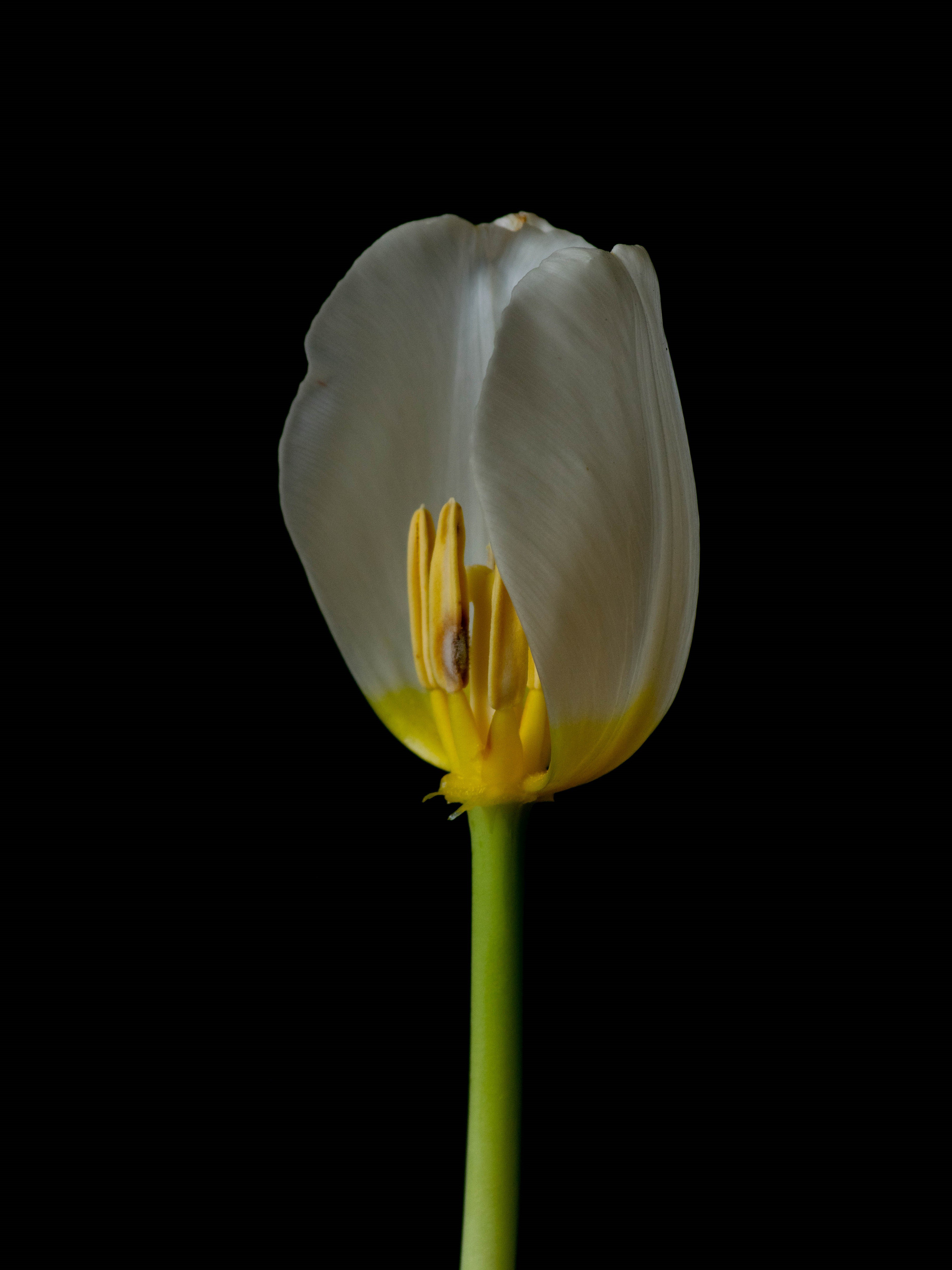 Ivanna Alejandra Sanchez Moretti, The Life Cycle of a Tulip 003 Ivanna Alejandra Sanchez Moretti, The Life Cycle of a Tulip 003