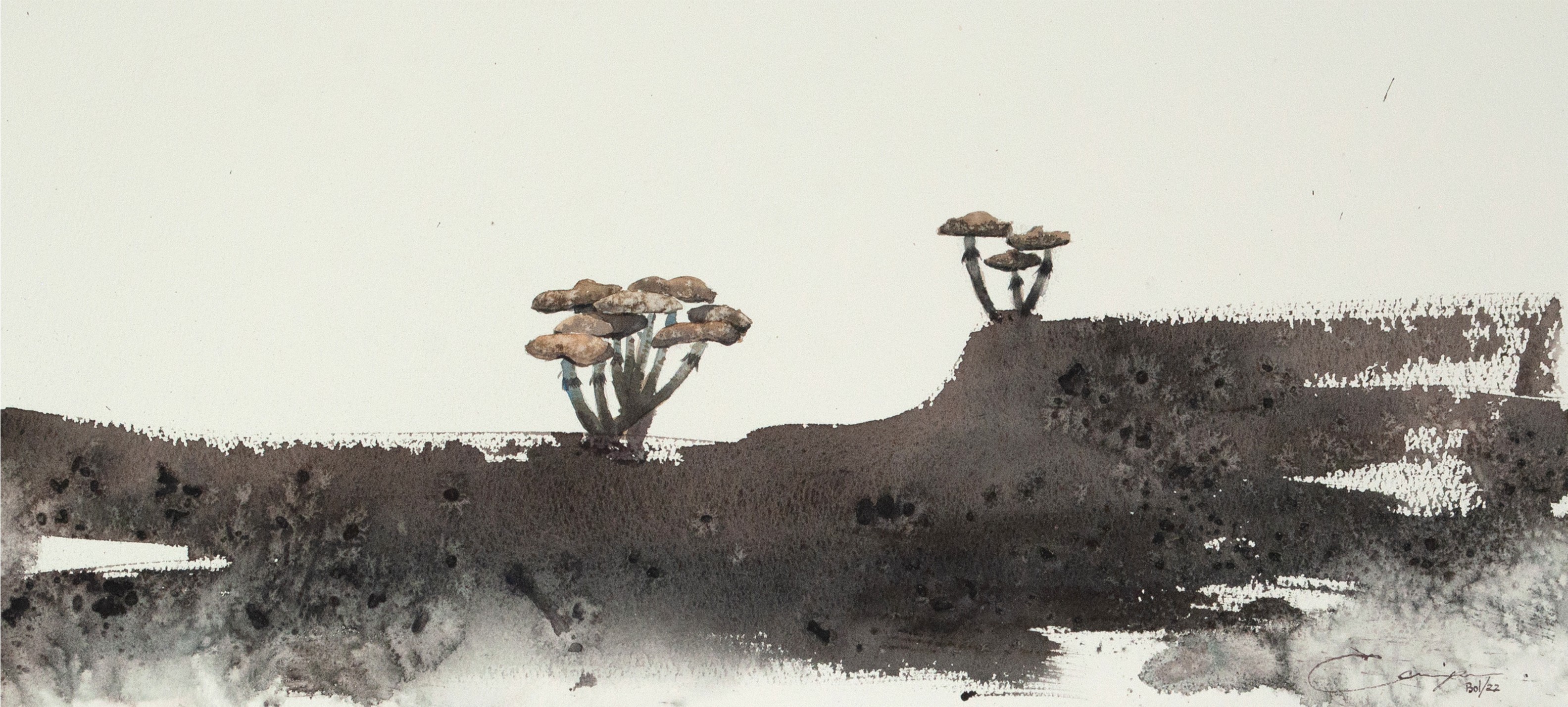 Edgar Quispe, Mushrooms Edgar Quispe, Mushrooms