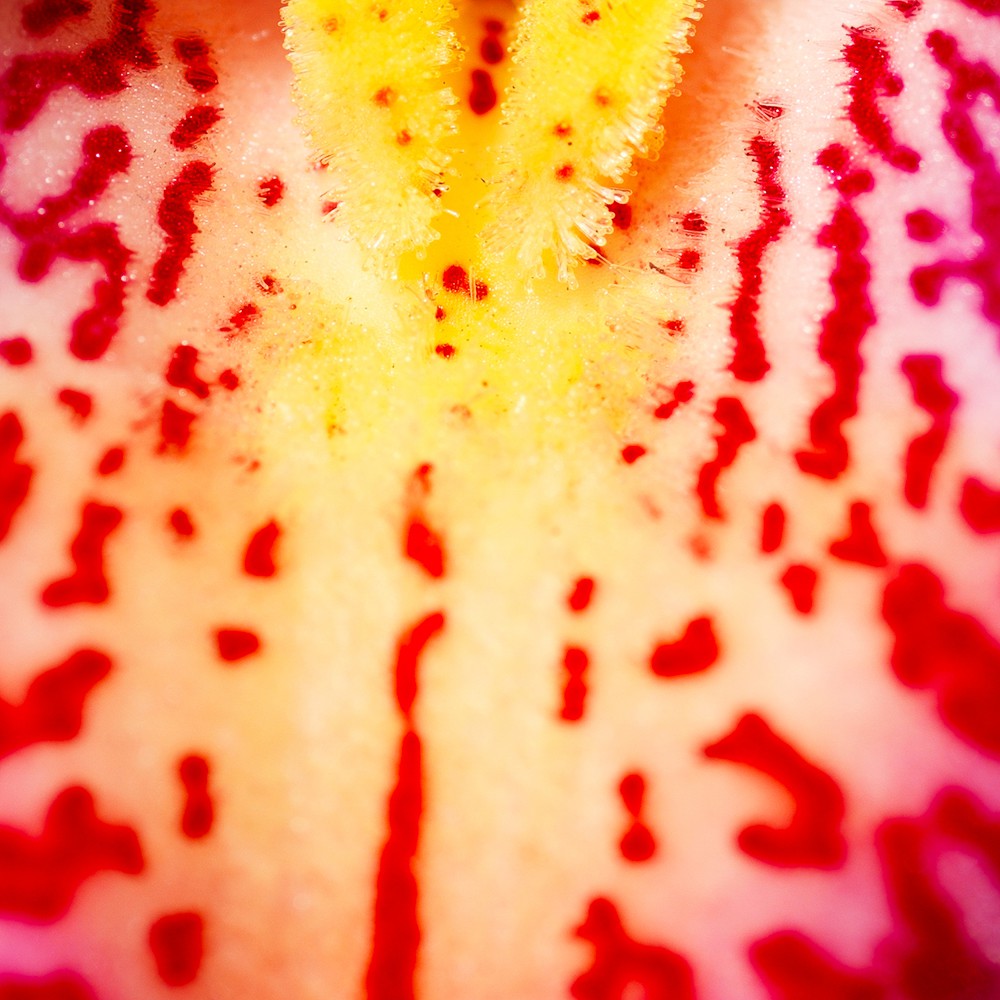 David Lynch, Red-Yellow flower #2 David Lynch, Red-Yellow flower #2